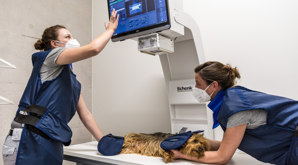 Röntgen eines Hundes, Veterinäranlage, Copyright Peter Baracchi, Zürich